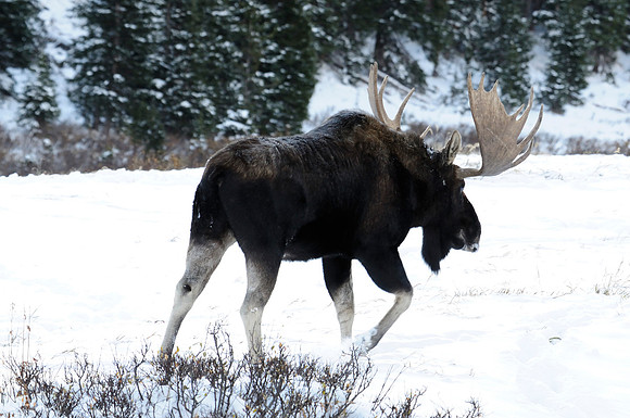 Moose, Cameron Pass, Colorado