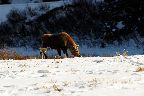 Moose, Cameron Pass, Colorado
