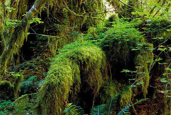 Hoh Rain Forest, Olympic National Park, Washington (2011)