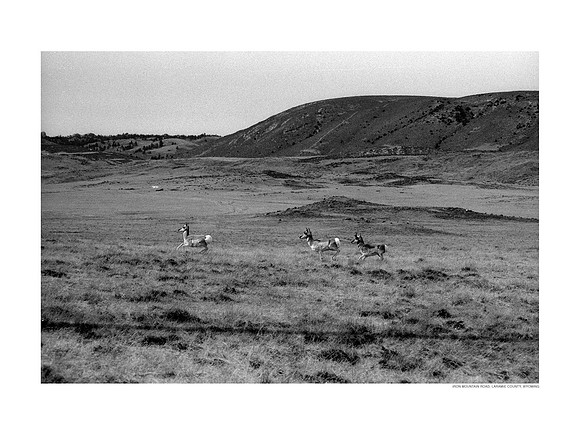 Antelope, Iron Mountain Road, Wyoming
