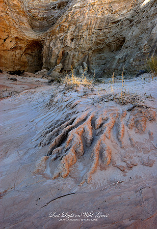 Last Light on Wild Grass, Grand Staircase, Escalante National Monument