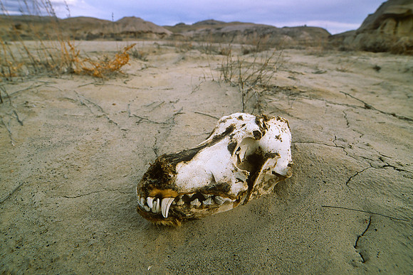 Bisti/De-Na-Zin Wilderness