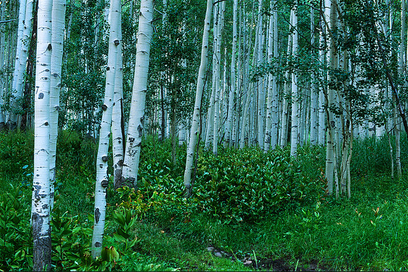 Routt County, Colorado (2017)