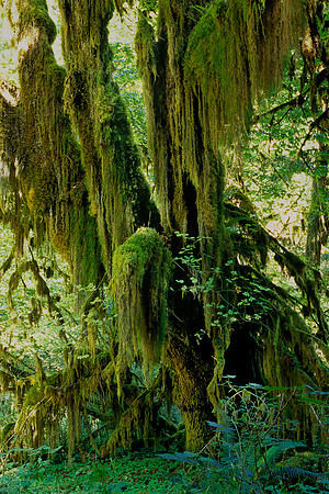 Olympic National Park, Washington (2011)