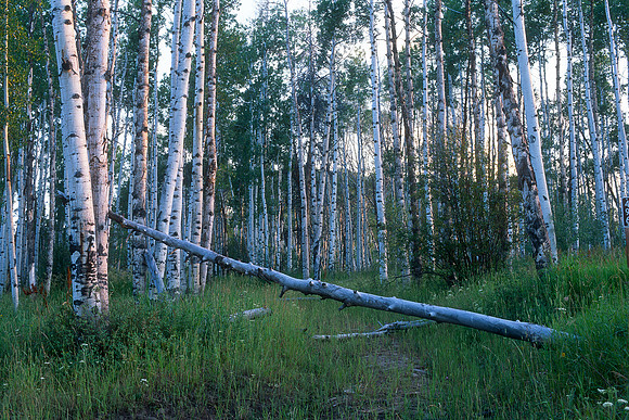 Routt National Forest, Park Range, Colorado