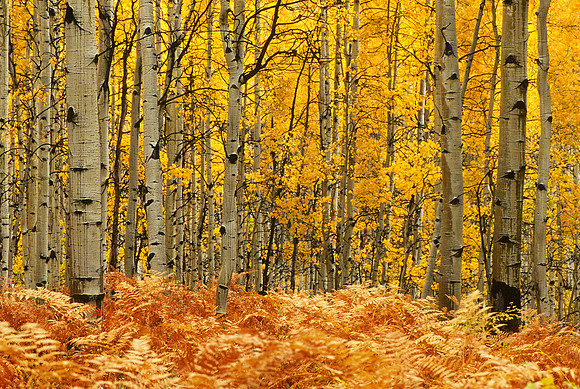 Gunnison National Forest, Colorado