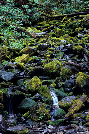Sol Duc River Trail, Olympic National Park, Washington (2011)