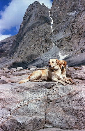 Best Friends No.4-Wind River Range