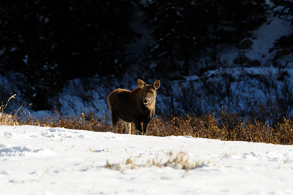 Moose, Cameron Pass, Colorado