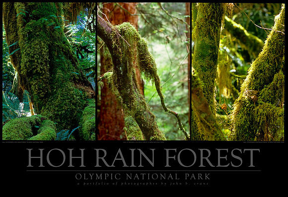 HOH Rain Forest Tryptych