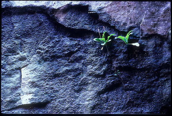 frame 23 Subway Weeds