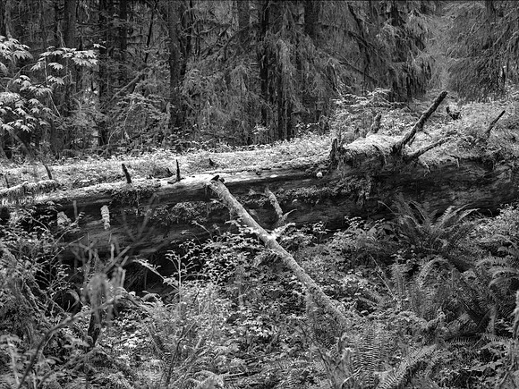 Hoh Rainforest, Olympic National Park, Washington