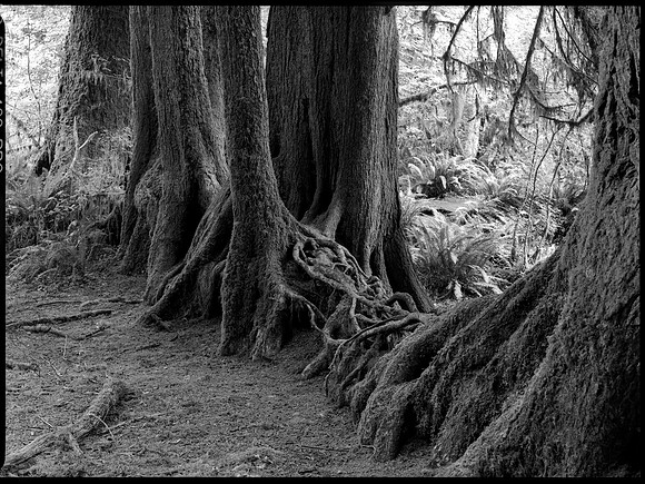 Nurse Log, Hoh Rainforest, Olympic National Park, Washington