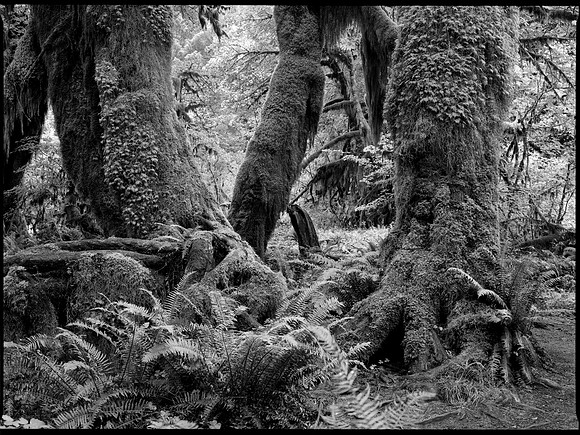 Hoh Rainforest, Olympic National Park, Washington
