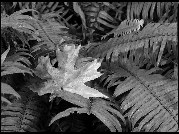 Big Leaf Maple Leaf, Hoh Rain Forest, Olympic National Park, Washington