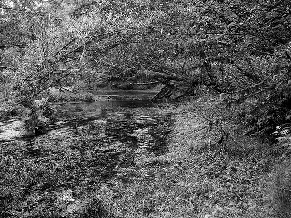 Taft Creek, Hoh Rainforest, Olympic National Park, Washington