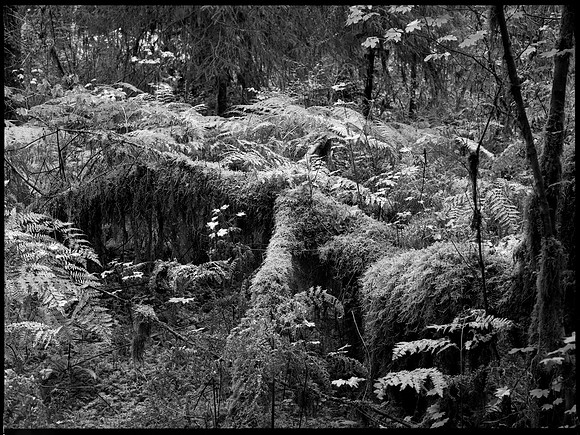 Hoh Rainforest, Olympic National Park, Washington