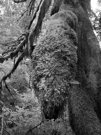 Hoh Rainforest, Olympic National Park, Washington