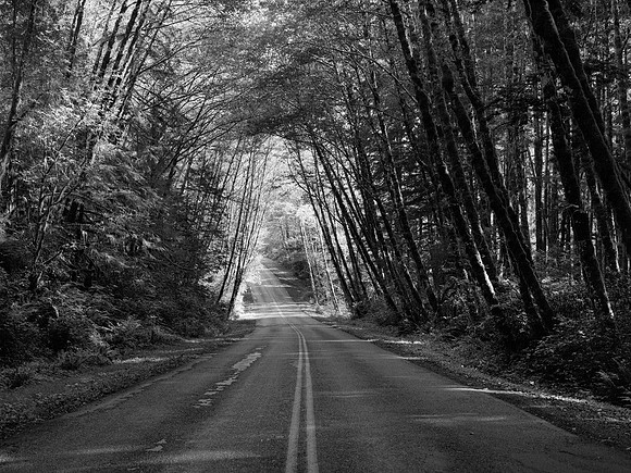 Hoh River Road, Olympic National Park, Washington