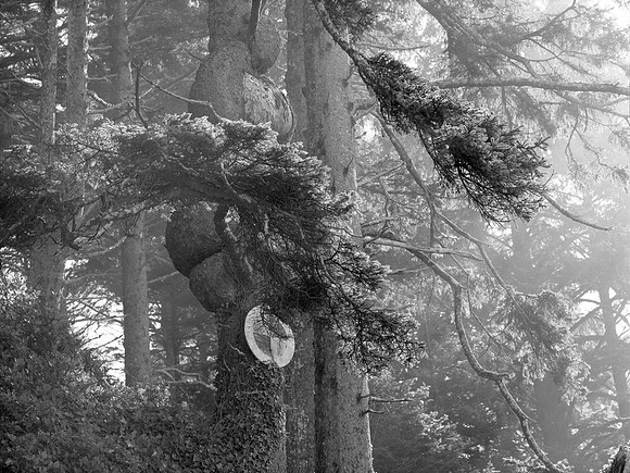 Trail marker along Beach One, Olympic National Park