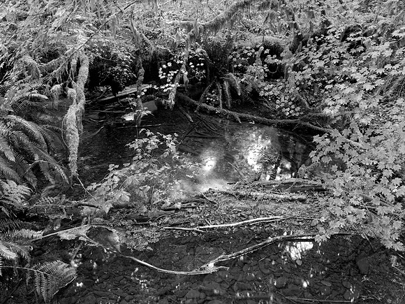 Taft Creek, Hoh Rainforest, Olympic National Park