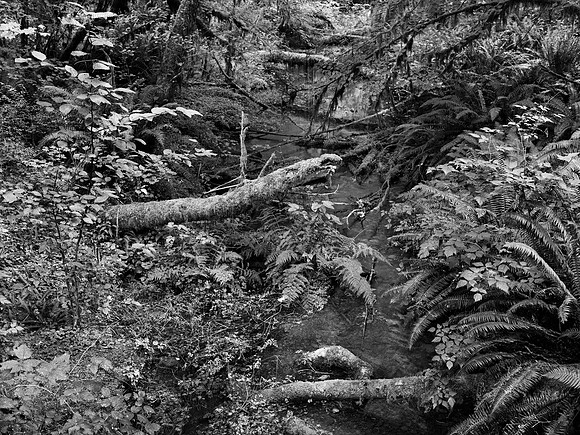 Taft Creek, Hoh Rainforest, Olympic National Park