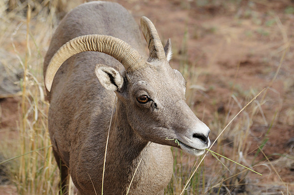 Bighorn Sheep (Ovis canadensis)