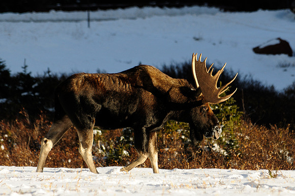 Moose, Cameron Pass, Colorado