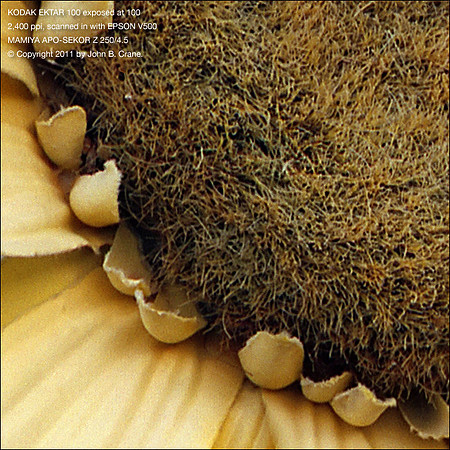 250 APO 2400ppi crop-2