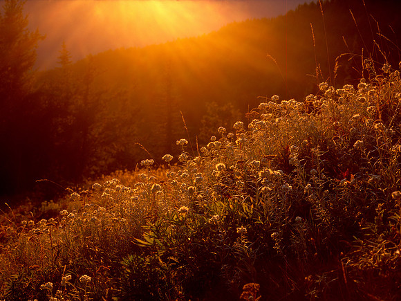 Sunset, Hurricane Ridge, Olympic National Park, Washington