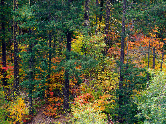 Fall Color along Highway 20, North Cascades, Washington