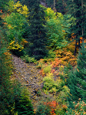 Fall Color along the North Skagit River, North Cascades, Washington