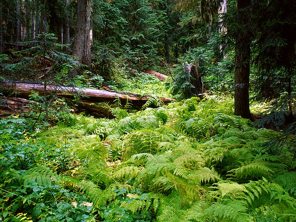 Rainy Lake trail, North Cascades National Park, Washington