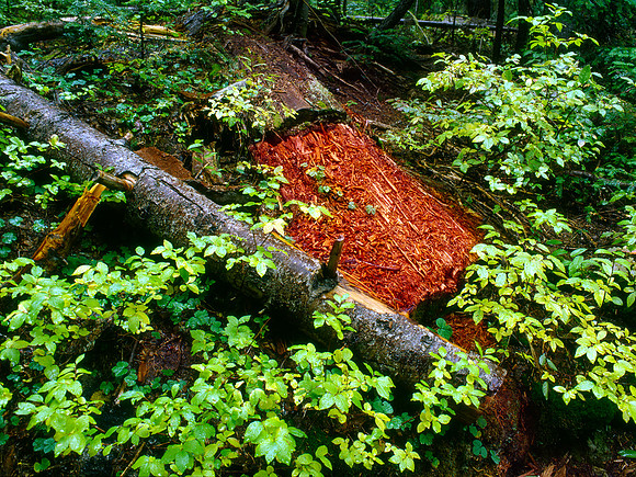 Rainy Lake trail, North Cascades National Park, Washington