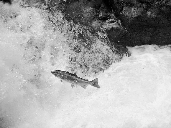 Salmon, Sol Duc River, Washington