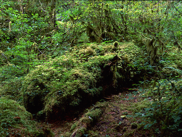 Hoh Rainforest, Olympic National Park, Washington
