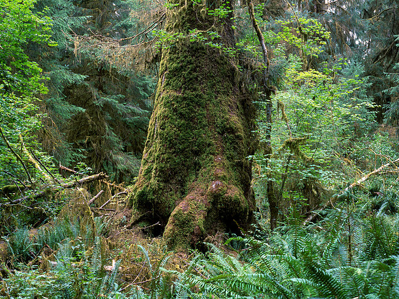 Sitka Spruce, Hoh Rainforest, Olympic National Park, Washington