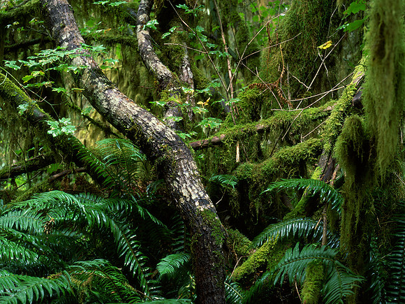 Hoh Rainforest, Olympic National Park, Washington