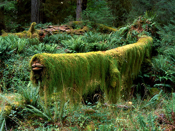 Hoh Rainforest, Olympic National Park, Washington