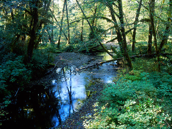 Queets Rainforest, Olympic National Park, Washington