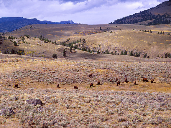 Buffalo Plateau, Yellowstone National Park, Wyoming