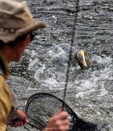 Eddie Pinkston fights a Thompson River Brown-1