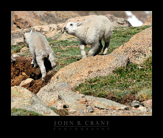Mountain Goat, Mount Evans, Colorado