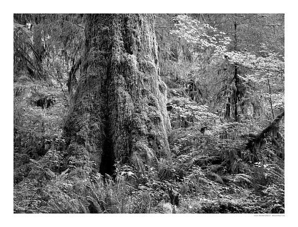 Olympic Peninsula, Washington