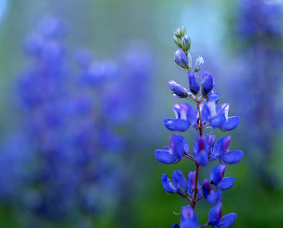 Lupine Dreams, Kebler Pass, Colorado