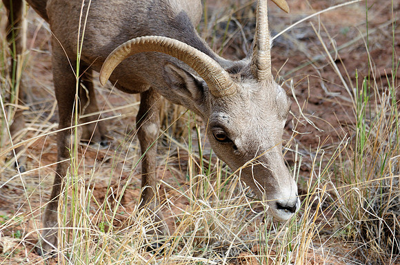 Bighorn Sheep (Ovis canadensis)