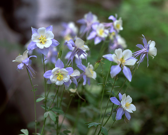 Columbine, Kebler Pass, Colorado
