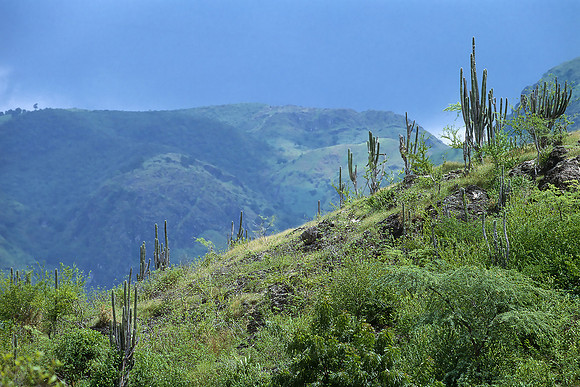 Desire, Haiti (2013)