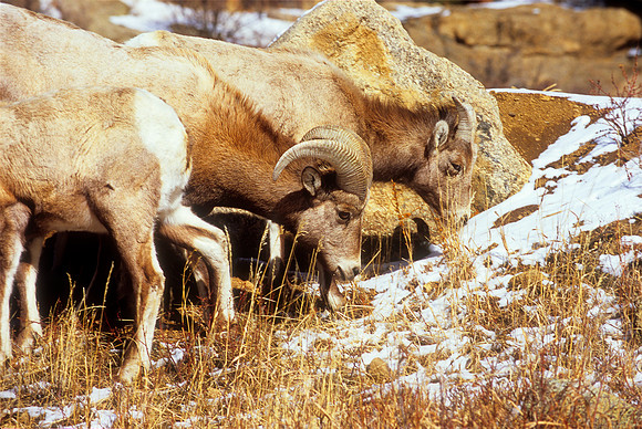 Bighorn Sheep (Ovis canadensis)