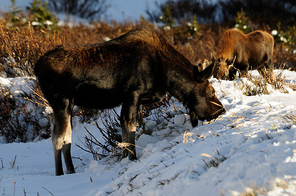 Moose, Cameron Pass, Colorado